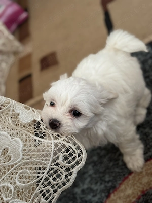 Bichon Maltez 2 luni  - imagine 4