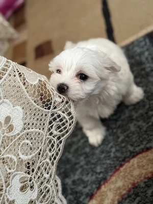 Bichon Maltez 2 luni  - imagine 3