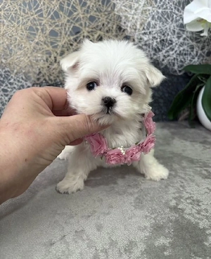 bichon maltez mini toy  - imagine 2