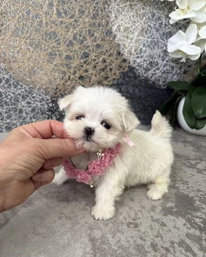 bichon maltez mini toy  - imagine 3