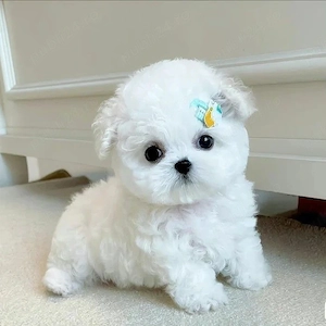 bichon maltez mini toy 