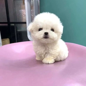 bichon maltez mini toy  - imagine 2