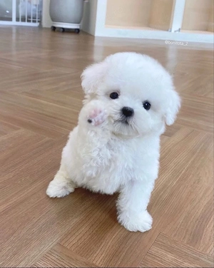 pui bichon maltez mini toy 