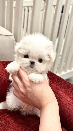 pui bichon maltez mini toy  - imagine 2