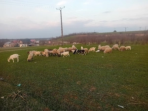 vand oi si capre - imagine 3