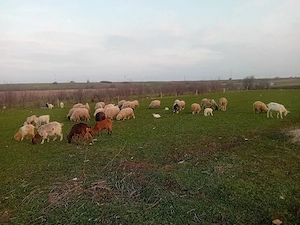 vand oi si capre - imagine 2