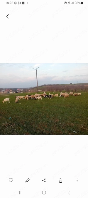 vand oi si capre - imagine 4