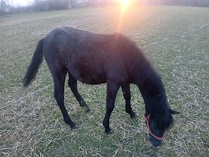 Vand manza - imagine 3