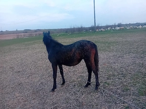 Vand manza - imagine 2