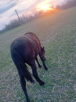 Vand manza - imagine 4