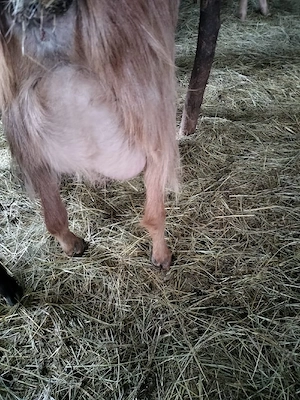 vind capre bune de lapte  - imagine 2