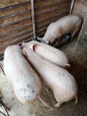 vind porci crescuti la curte 