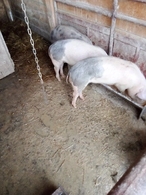 vind porci crescuti la curte  - imagine 3