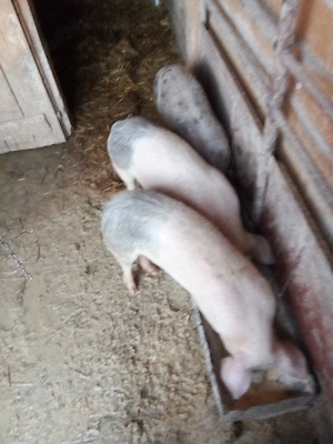 vind porci crescuti la curte  - imagine 4