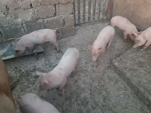 Vand purcei Marele Alb cu Pietran