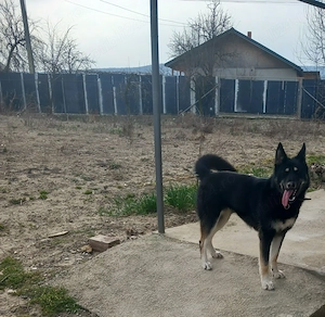 Vând femelă ciobănesc german 