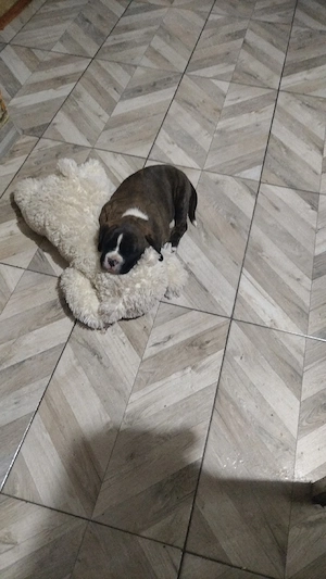 Vând cățelușa Boxer german  - imagine 4