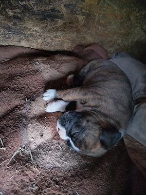 Vând cățelușa Boxer german  - imagine 3