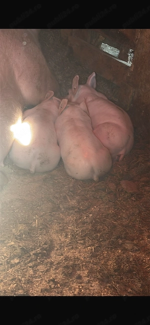 Vând scroafa Petrean belgian cu 3 purcei 2 viericasi și o scrofita  - imagine 4