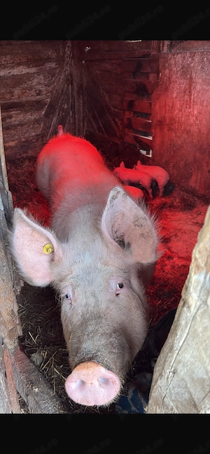Vând scroafa Petrean belgian cu 3 purcei 2 viericasi și o scrofita 