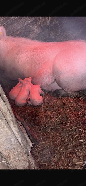 Vând scroafa Petrean belgian cu 3 purcei 2 viericasi și o scrofita  - imagine 3