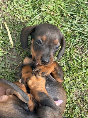 Pui Tekel disponibili - imagine 2