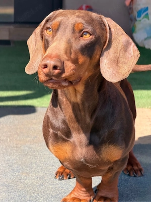 Pui Tekel disponibili