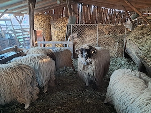 Oi breze cu miei - imagine 4