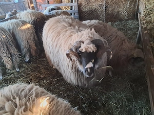 Oi breze cu miei - imagine 5