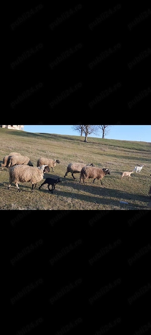 oi carabase  - imagine 5