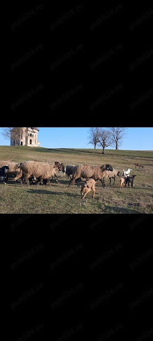 oi carabase  - imagine 3