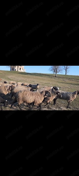 oi carabase  - imagine 4