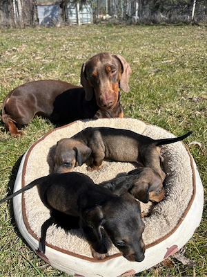 Pui Tekel disponibili - imagine 4