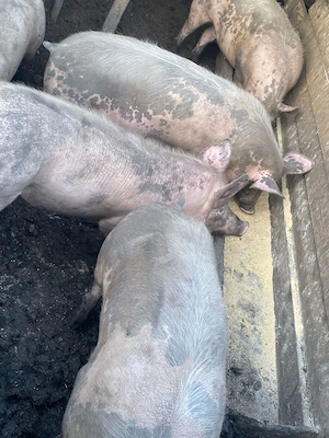 Vand porci  - imagine 2