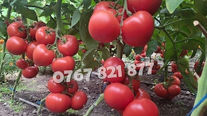 Vand Rasad | Rasaduri Rosii Rila, Inima de bou, Prekos, Kalina, Cherry