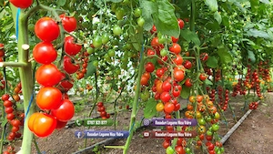 Vand Rasad | Rasaduri Rosii Rila, Inima de bou, Prekos, Kalina, Cherry - imagine 7