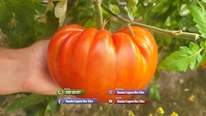 Vand Rasad | Rasaduri Rosii Rila, Inima de bou, Prekos, Kalina, Cherry - imagine 6