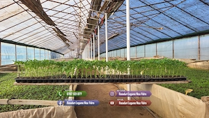 Vand Rasad | Rasaduri Rosii Rila, Inima de bou, Prekos, Kalina, Cherry - imagine 3