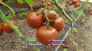 Vand Rasad | Rasaduri Rosii Rila, Inima de bou, Prekos, Kalina, Cherry - imagine 8