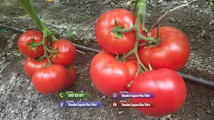 Vand Rasad | Rasaduri Rosii Rila, Inima de bou, Prekos, Kalina, Cherry - imagine 2