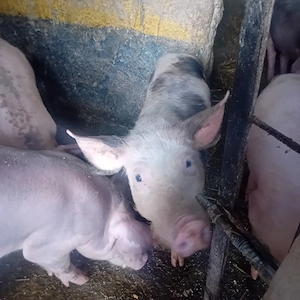 porci pietrar - imagine 2