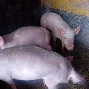 porci pietrar - imagine 3