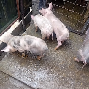 porci pietrar - imagine 4