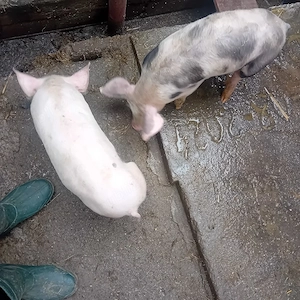 porci pietrar - imagine 5