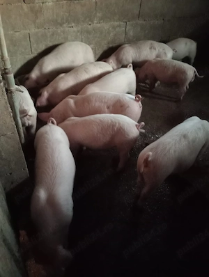 Grăsuni de vânzare 