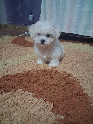 Cautam căsuța noua !!!