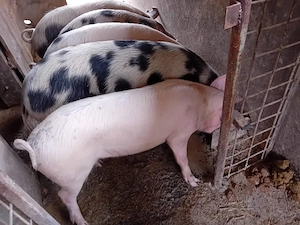 Vând porci de la 50 la 130 kg - imagine 3