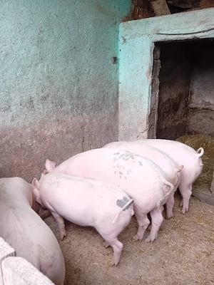 Vând porci de la 50 la 130 kg - imagine 2