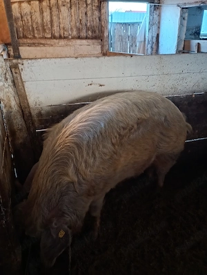 Vând Scroafă Metis Mangalița cu Duroc  - imagine 3