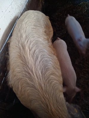 Vând Scroafă Metis Mangalița cu Duroc  - imagine 2